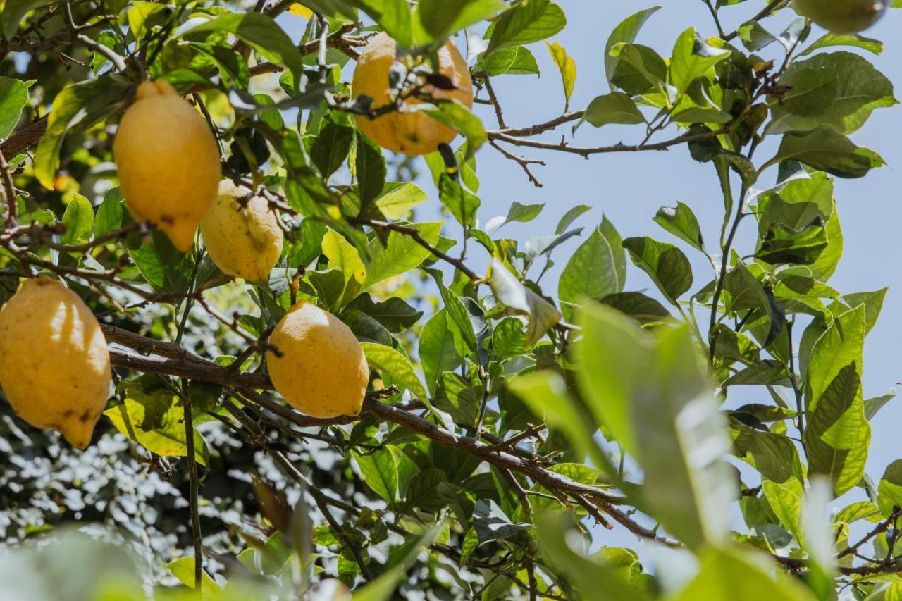 Lemon Tree Rooms Barano dʼIschia Eksteriør billede